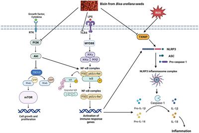 Therapeutic potential of bixin on inflammation: a mini review